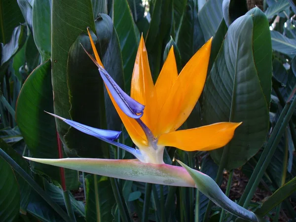 close up of Bird of Paradise Flower