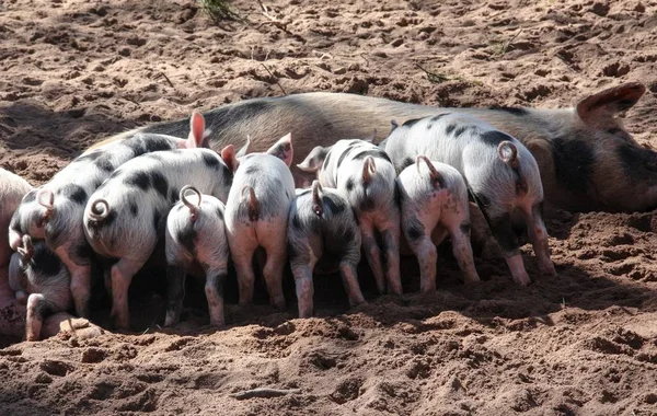 Pigs family on farm