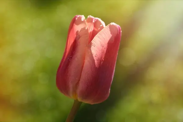 close up of spring  Tulip flower freshness