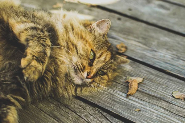 Close up portrait of Cat  lying on the wooden background