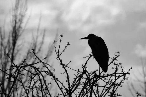 Crow on dry branches, black and white view