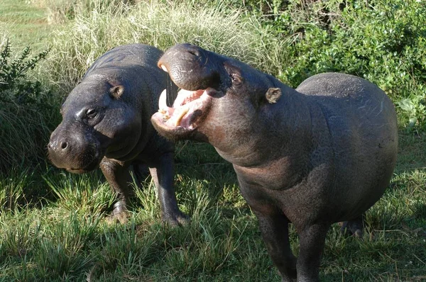 Pygmy Hippos fat giants animals