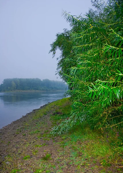 tree peaceful scene