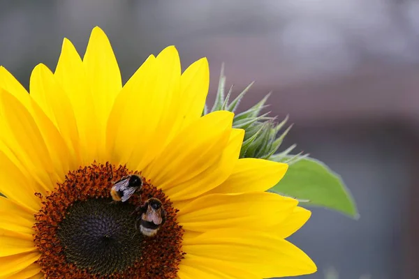 bees on Sunflower
