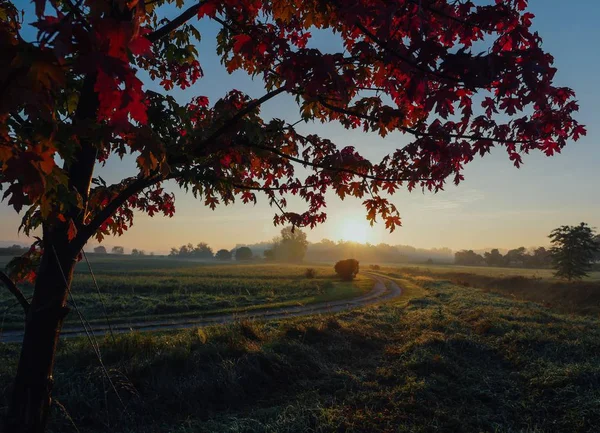 sunset tree in the Field