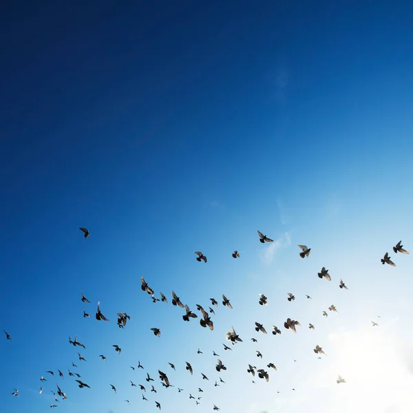 Birds flying high in sunshine sky