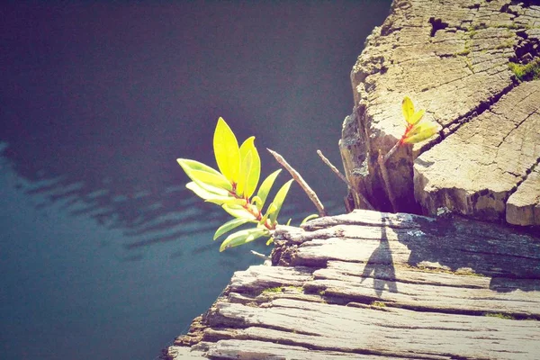 Nature beauty river with new plant on tree