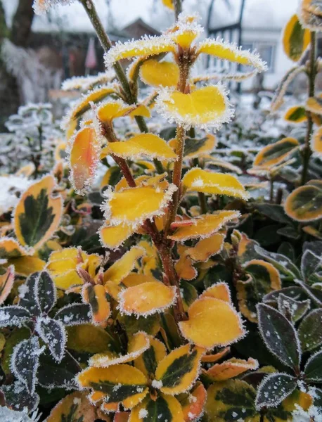Frozen Yellow Plants in winter garden