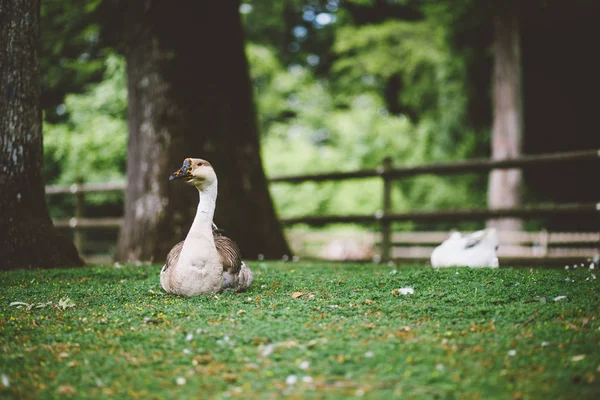 Sitting Ducks birds at park