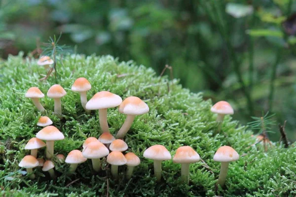 Poisonous mushrooms in green grass