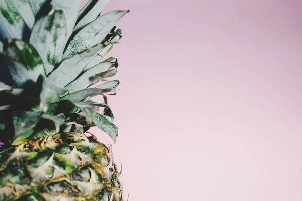 close up of pineapple  on purple background