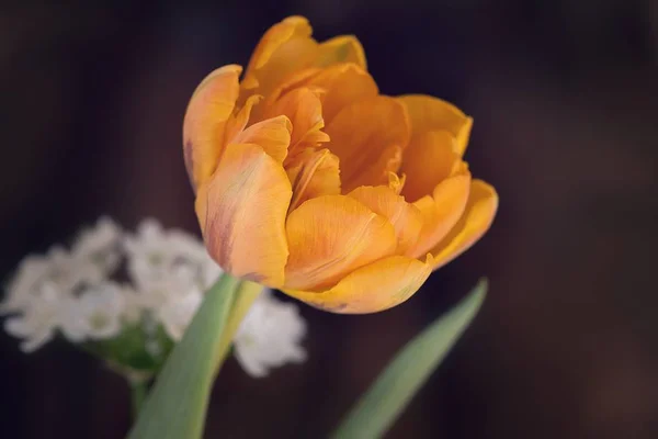 close up of spring Nature yellow tulip flower