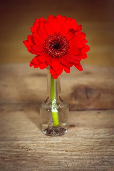 close up of red Flower  in the vase