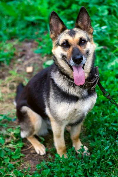 A pet dog sit on farm house