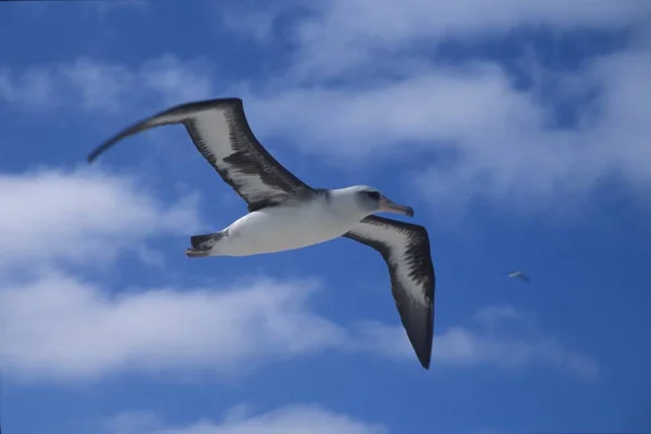 a bird Laysan Albatross flying in the sky