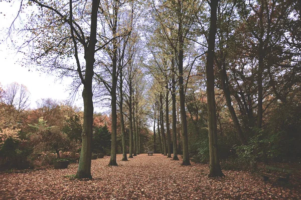 Trees In Autumn leaves