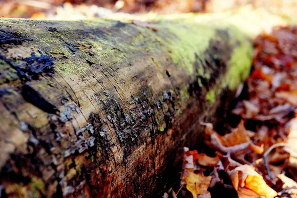The Fallen Tree closeup