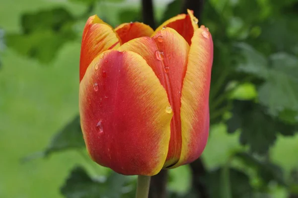close up of spring Tulip floral garden