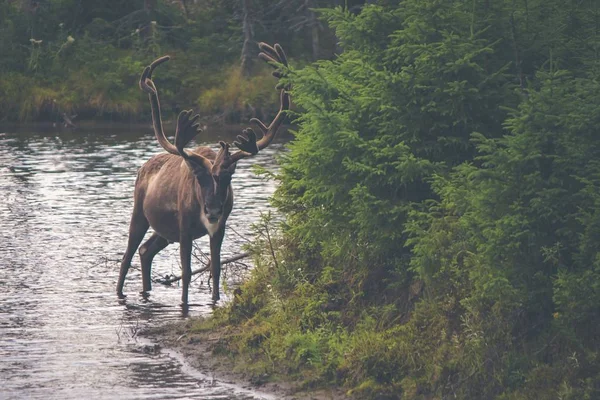 Deer walking by river in forest