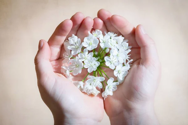 Blooming white flowers in hand