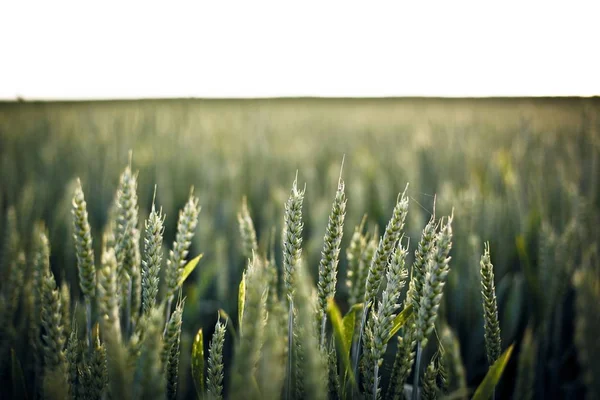 Green Wheat field in summer