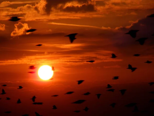 Birds Flying at red sunset sky