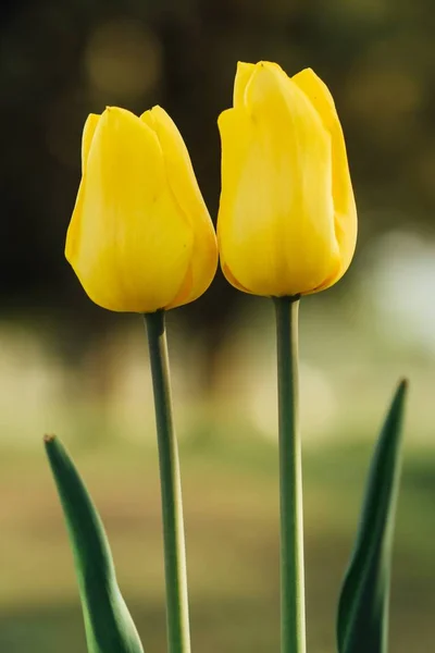 close up of spring Tulip isolated flower fragrance