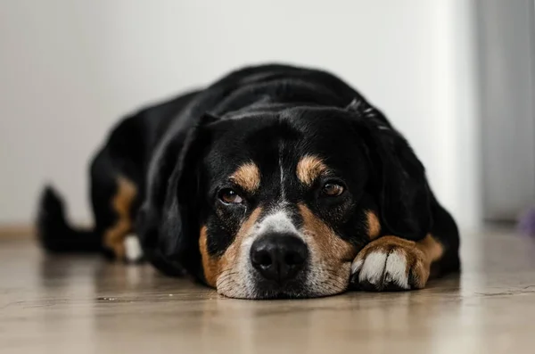 Black Dog lying on the floor