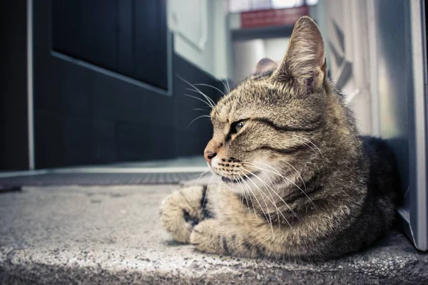 close up portrait of Brown cat