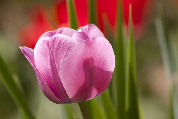 close up of spring Tulip flower blooming