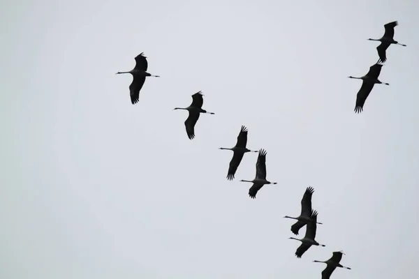 Flying birds in sky, monochrome
