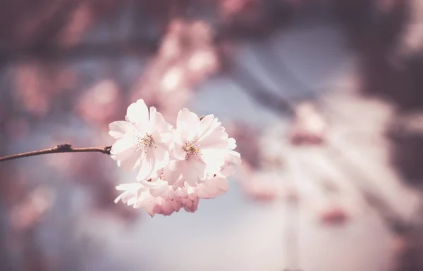 close up of Pink Flowers blur