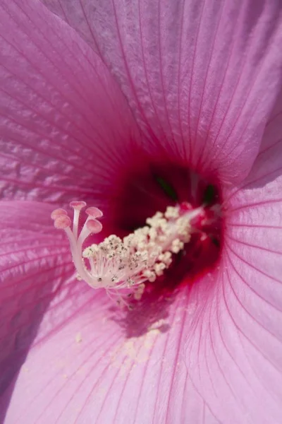 close up of  Pink Macro Hibiscus flower