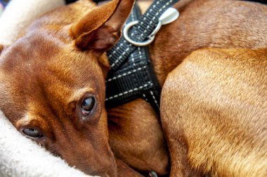 Minyatür pinscher köpek onun sepete uyku