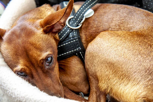 Dwergpinscher hond slaapt in zijn mand — Stockfoto