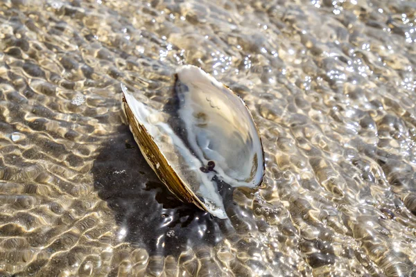 Concept of travel destination holiday beach time with a mussel in the water — Stock Photo, Image