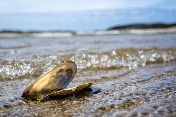 Concept of travel destination holiday beach time with a mussel in the water — Stock Photo, Image