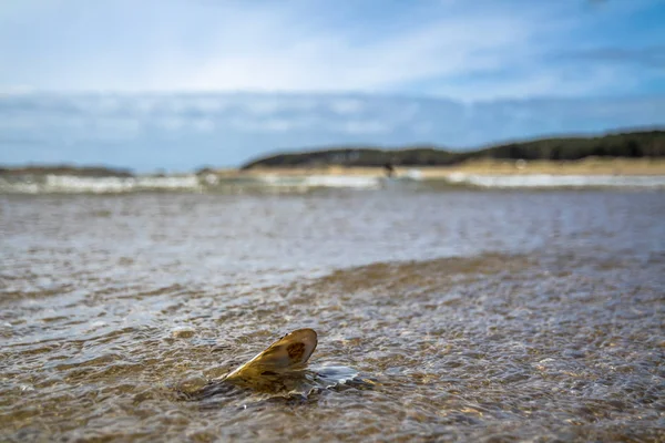Концепція мандрівного місця відпочинку пляжний час з мушелем у воді — стокове фото