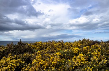 Bromm çiçek yakın çekim ile arka planda İrlanda Denizi