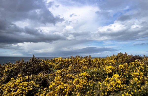 Цветы бромма крупным планом на фоне Ирландского моря — стоковое фото