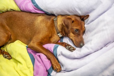 Minyatür pinscher köpek bir halı üzerinde uyuyor