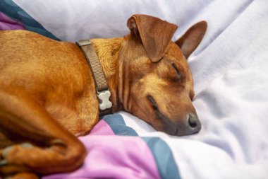 Minyatür pinscher köpek bir halı üzerinde uyuyor