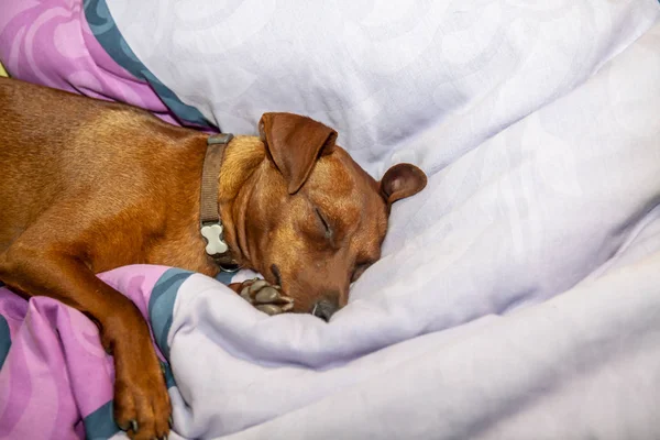 Dwergpinscher hond slapen op een tapijt — Stockfoto