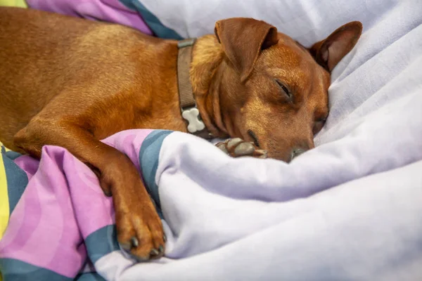 Миниатюрная пинчер-собака спит на ковре — стоковое фото