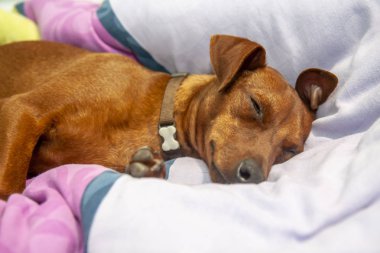 Minyatür pinscher köpek bir halı üzerinde uyuyor