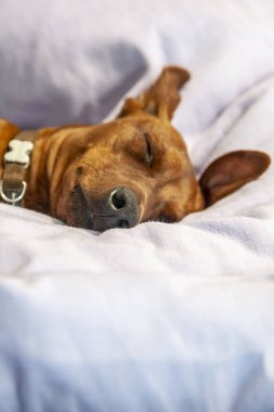 Minyatür pinscher köpek bir halı üzerinde uyuyor