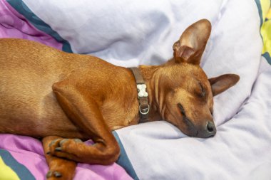 Minyatür pinscher köpek bir halı üzerinde uyuyor