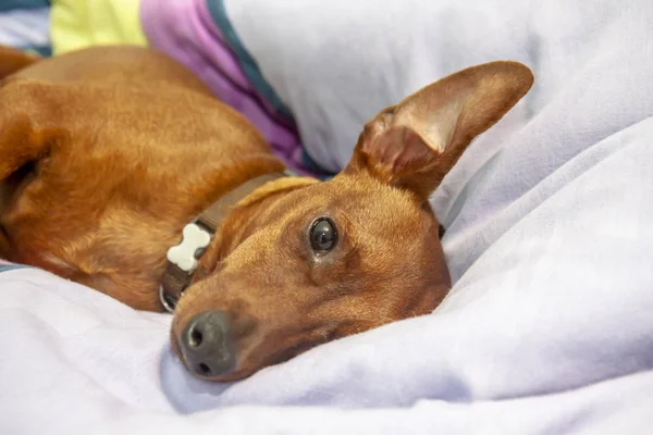 カーペットの上に寝ているミニチュアピンシャー犬 — ストック写真