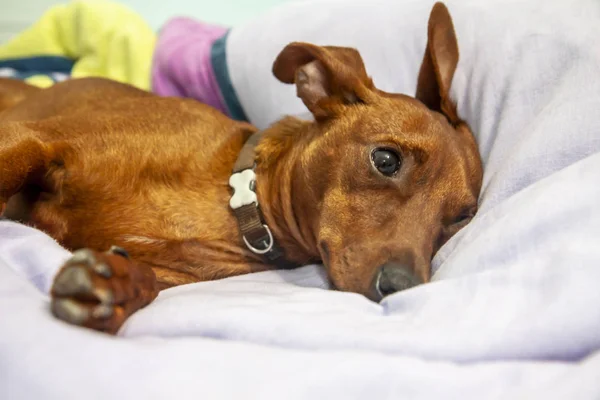 Dwergpinscher hond slapen op een tapijt — Stockfoto