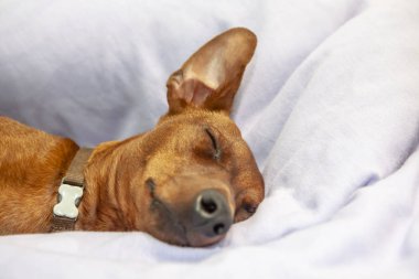 Minyatür pinscher köpek bir halı üzerinde uyuyor